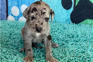 Blip - Great Dane for sale