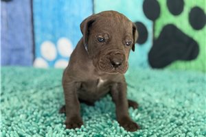 Benny - Great Dane for sale