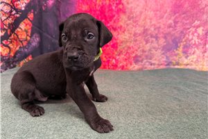 Kingston - Great Dane for sale