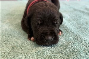 Jeremy - puppy for sale
