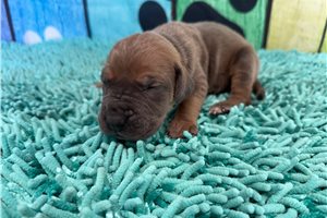 Linus - Great Dane for sale