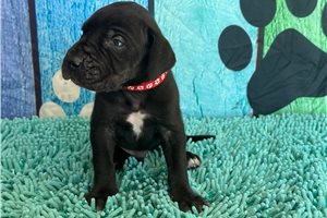 Benjamin - puppy for sale