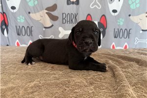 Jeremy - Great Dane for sale