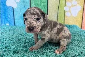 Khloe - Great Dane for sale