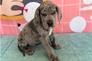 Lincoln - Great Dane for sale