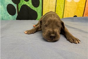 Kinsley - puppy for sale