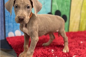 Hope - Great Dane for sale