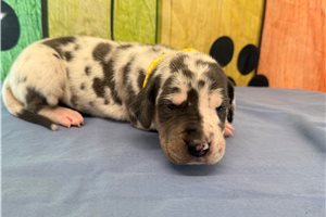Blanche - Great Dane for sale