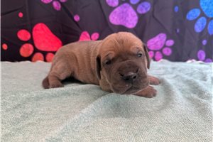 Cleo, a Great Dane puppy