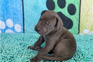 Bennett - Great Dane for sale