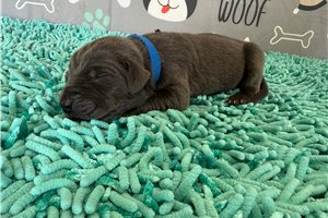 Benny - puppy for sale
