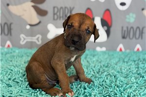 Jerry - Great Dane for sale