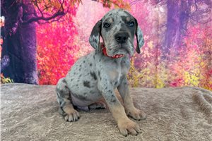 Liam - Great Dane for sale