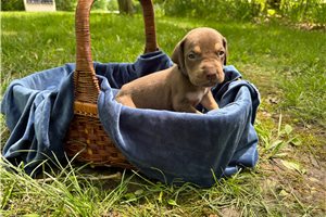 Silo - puppy for sale
