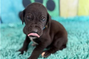 Kennedy - Great Dane for sale