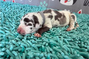 Blakely - puppy for sale