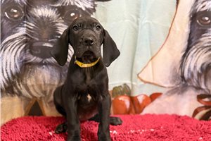 Georgia - Great Dane for sale