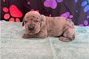 Conner - Great Dane for sale