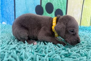 Kinsley - Great Dane for sale