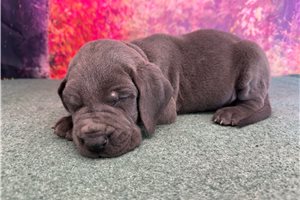 Lawson - Great Dane for sale