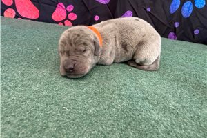 Colton - puppy for sale