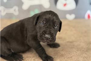 Jensen - Great Dane for sale