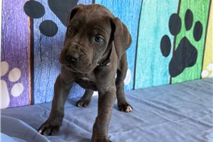Bennett - Great Dane for sale