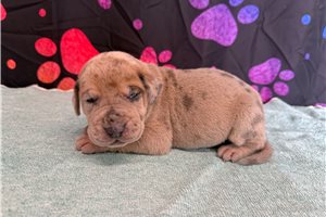 Chester - Great Dane for sale