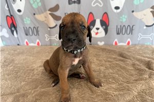 Jerry - Great Dane for sale
