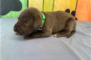 Blair - Great Dane for sale