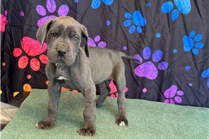 Bennett - Great Dane for sale