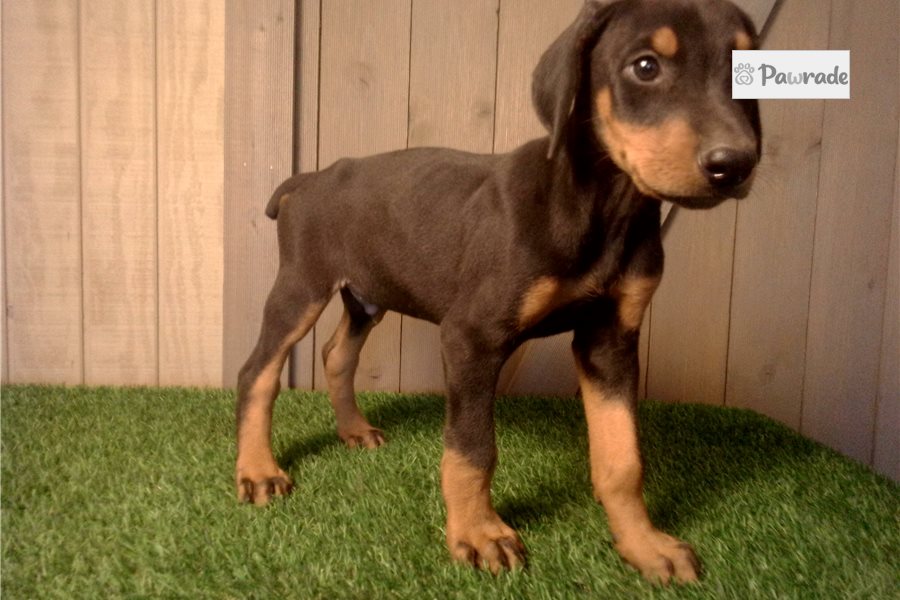Escobar - Doberman Pinscher for sale