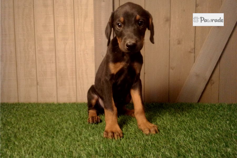 Errol - Doberman Pinscher for sale