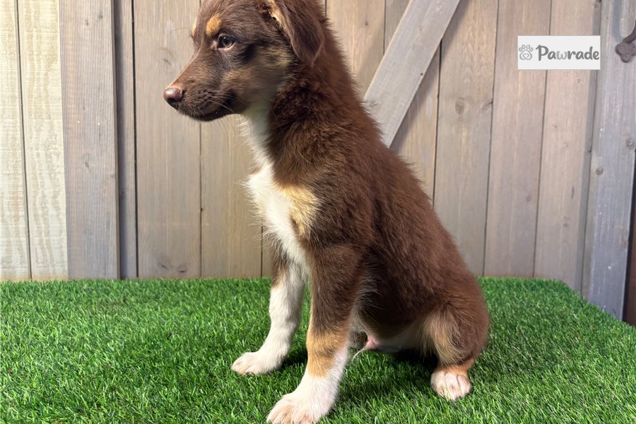 Ithacus - Miniature Australian Shepherd for sale