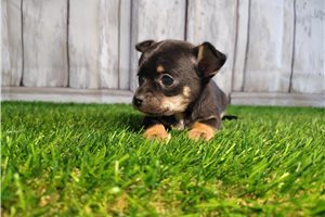 Arnold - Chihuahua for sale