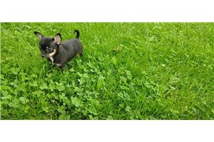 Arnold - Chihuahua for sale