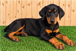 Ernie - Doberman Pinscher for sale