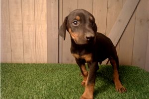 Ernie - Doberman Pinscher for sale