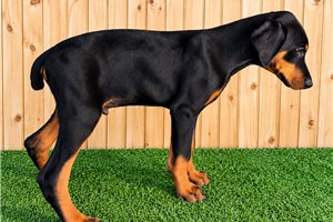 Errol - Doberman Pinscher for sale