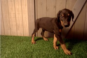 Estelle - Doberman Pinscher for sale