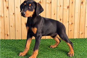 Esther - Doberman Pinscher for sale