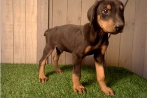 Escobar - Doberman Pinscher for sale