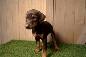 Esmerelda - Doberman Pinscher for sale