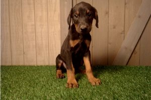 Errol - Doberman Pinscher for sale