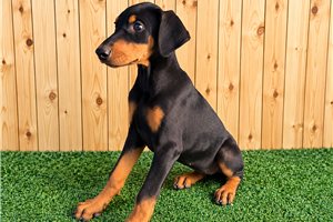 Estelle - Doberman Pinscher for sale