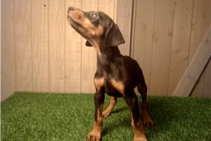 Etta - Doberman Pinscher for sale