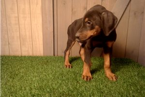 Eugene - Doberman Pinscher for sale