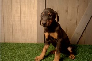 Erin - Doberman Pinscher for sale