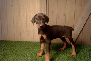 Esther - Doberman Pinscher for sale