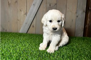 Madison - puppy for sale